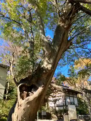 青渭神社の自然