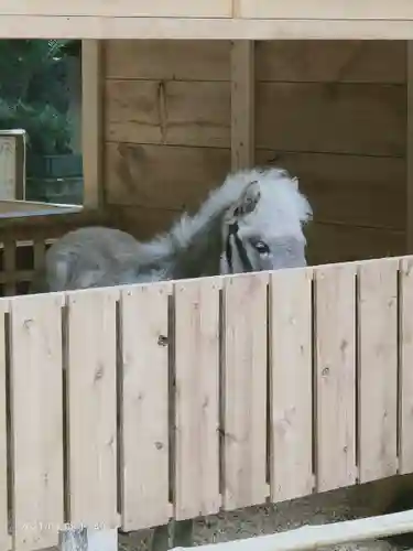 平塚八幡宮の動物