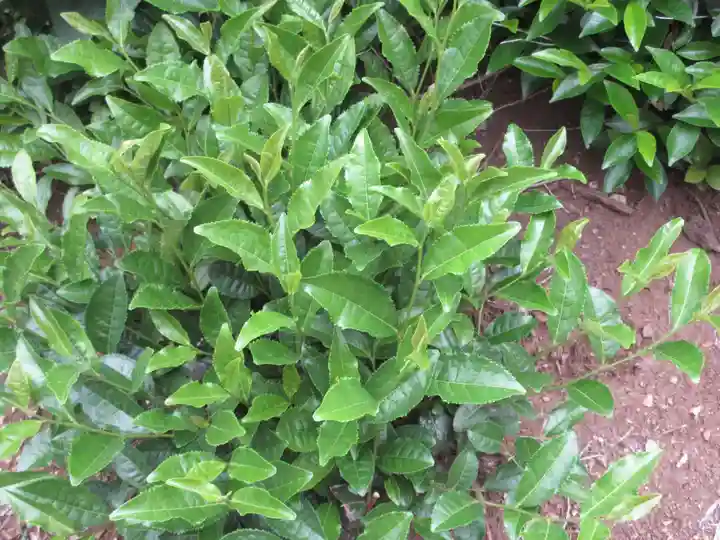 富森稲荷神社(埼玉県)