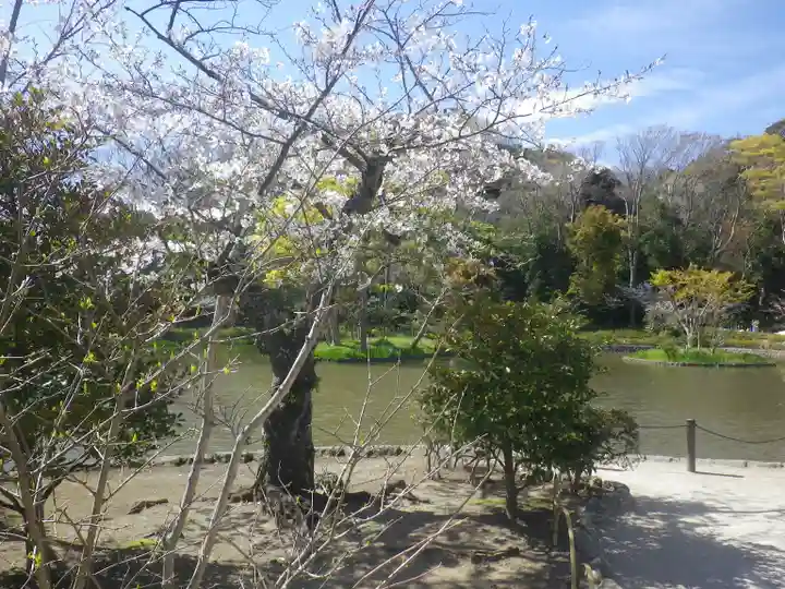 鶴岡八幡宮の自然