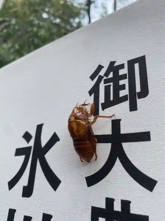 相模原氷川神社の動物