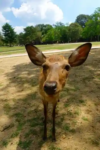 東南院（東大寺本坊）の動物