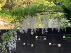 大山祇神社の自然