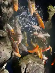 金蛇水神社の動物