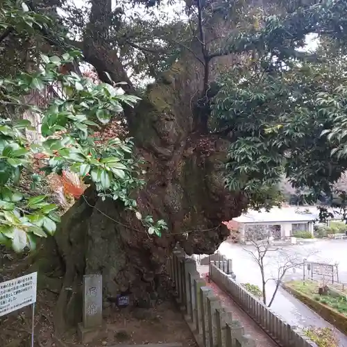 楽法寺（雨引観音）の自然