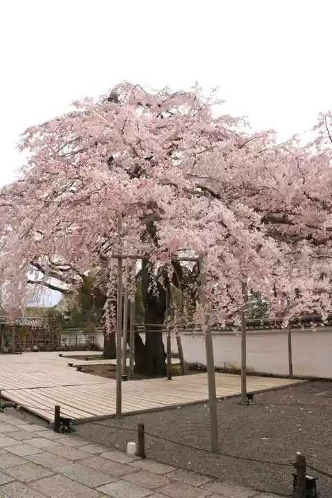 三宝院(三宝院門跡)の自然