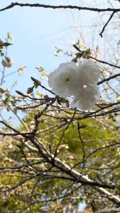 向日神社(京都府)