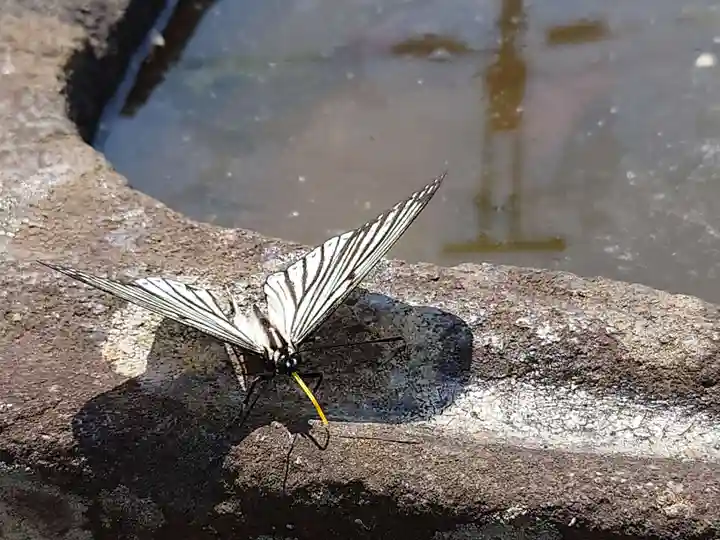 阿蘇神社(埼玉県)