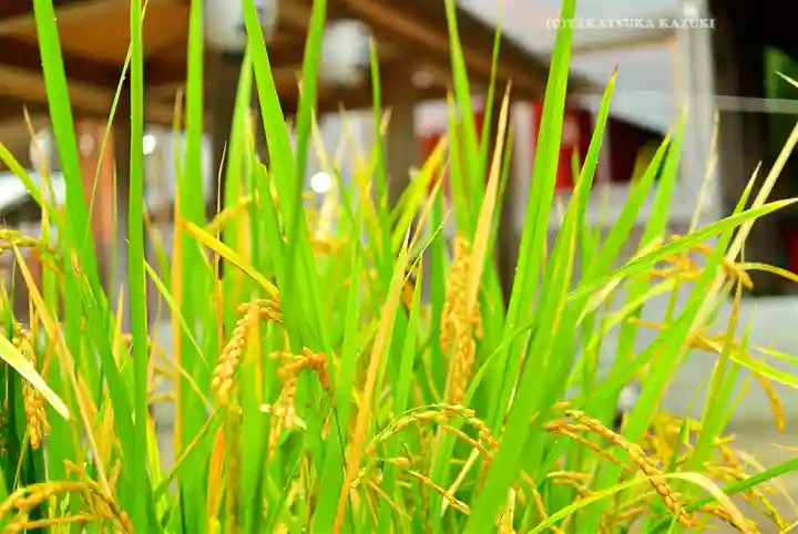 富岡八幡宮(神奈川県)