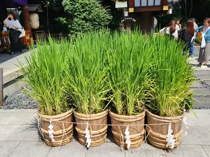 東京大神宮のその他建物