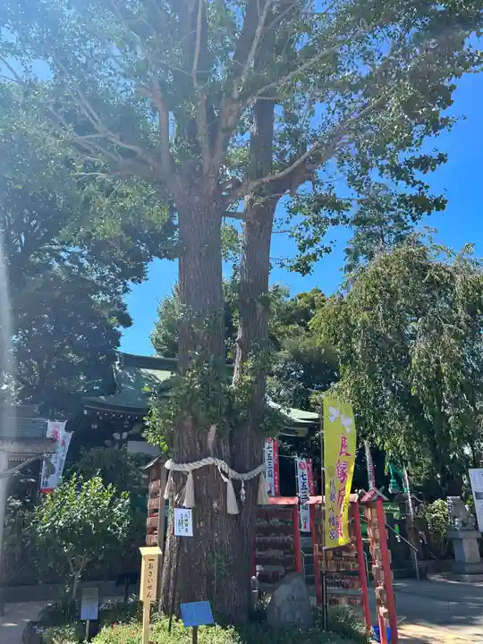 川越八幡宮の自然