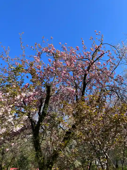 平野神社の自然