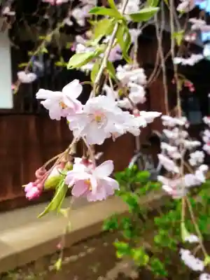 新井薬師（梅照院）(東京都)