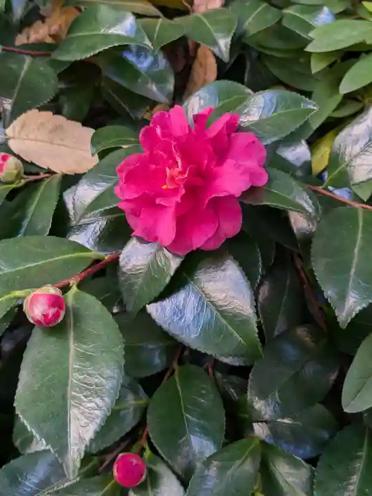 神田神社(神田明神)の自然