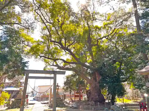 許禰神社の鳥居