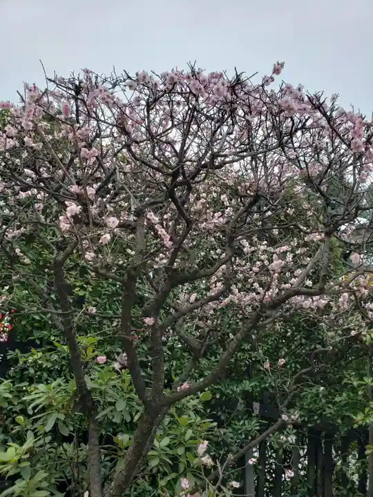 中野沼袋氷川神社の自然