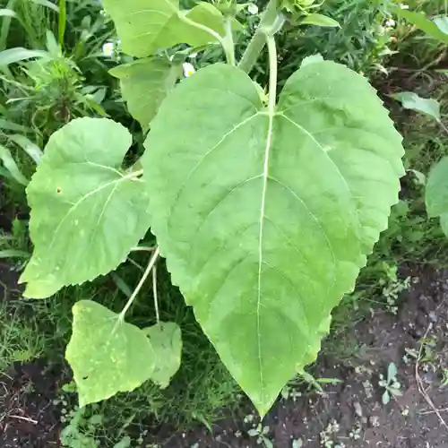 高司神社〜むすびの神の鎮まる社〜の自然