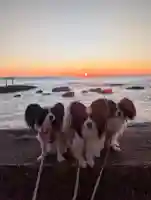 大洗磯前神社の{uncategorized: "未分類", other: "その他", undefined: "問題あり", building: "その他建物", grave: "お墓", sacred_gate: "鳥居", guardian: "狛犬", statue: "像", buddha: "仏像", history: "歴史", nature: "自然", garden: "庭園", animal: "動物", pagoda: "塔", temizu: "手水舎", mountain_gate: "山門・神門", sanctuary: "本殿・本堂", subordinate: "末社・摂社", art: "芸術", scenery: "景色", jizo: "地蔵", ema: "絵馬", goshuin: "御朱印", omikuji: "おみくじ", items: "授与品その他", amulet: "お守り", goshuincho: "御朱印帳", eats: "食事", festival: "お祭り", votive_dance: "神楽", shichigosan: "七五三参", wedding: "結婚式", experience: "体験その他", initially: "初詣", around: "周辺", anti_infection: "感染症対策"}