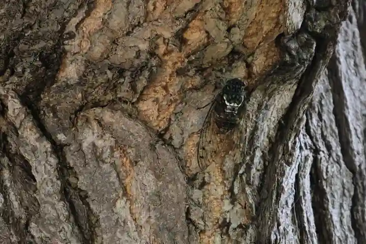 阿邪訶根神社の自然