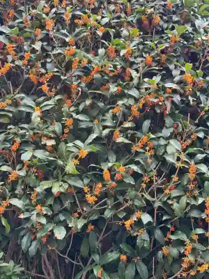亀戸 香取神社(東京都)