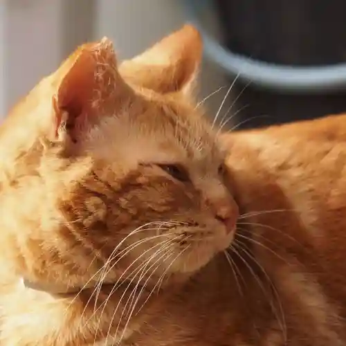 天王山 安楽寺(福井県)