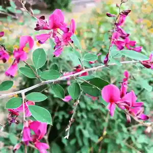 豊景神社の自然(2020年09月15日(火) 05時33分08秒投稿)
