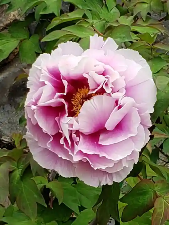 愛染院(東京都)