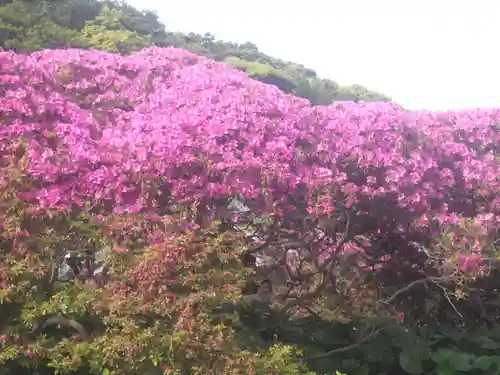 安養院　(田代寺）の自然