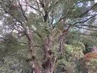 流谷八幡神社(大阪府)