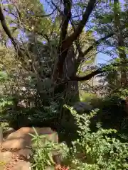 愛知県高浜市春日神社の自然