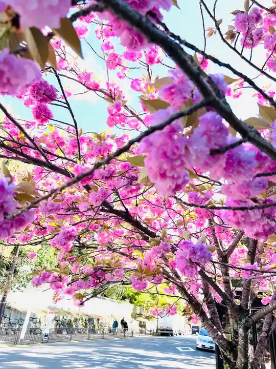 青蓮院門跡の自然