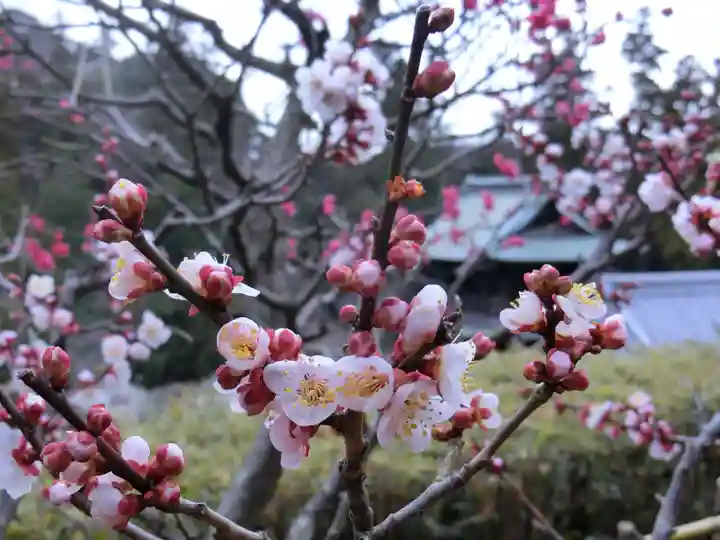 黄梅院(円覚寺塔頭)の自然