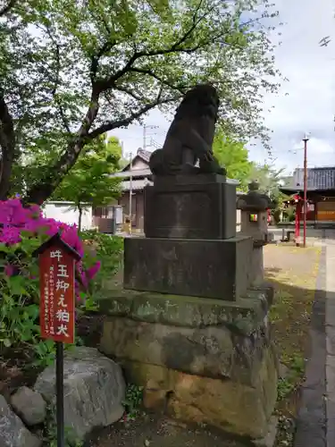 上戸田氷川神社の狛犬