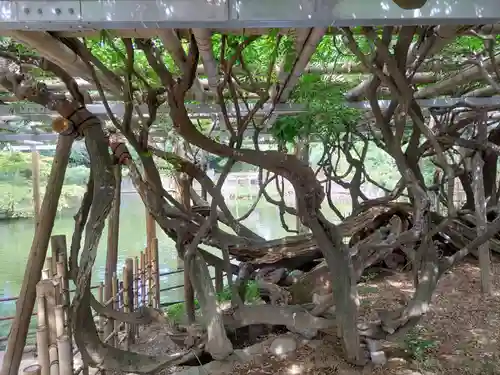 越ヶ谷久伊豆神社の自然