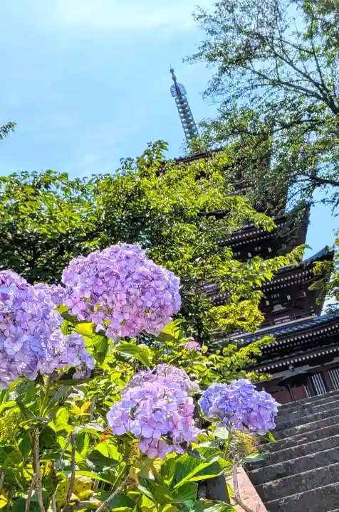 本土寺(千葉県)