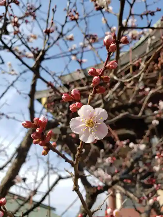 諏訪神社の自然
