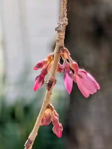 西光寺の{uncategorized: "未分類", other: "その他", undefined: "問題あり", building: "その他建物", grave: "お墓", sacred_gate: "鳥居", guardian: "狛犬", statue: "像", buddha: "仏像", history: "歴史", nature: "自然", garden: "庭園", animal: "動物", pagoda: "塔", temizu: "手水舎", mountain_gate: "山門・神門", sanctuary: "本殿・本堂", subordinate: "末社・摂社", art: "芸術", scenery: "景色", jizo: "地蔵", ema: "絵馬", goshuin: "御朱印", omikuji: "おみくじ", items: "授与品その他", amulet: "お守り", goshuincho: "御朱印帳", eats: "食事", festival: "お祭り", votive_dance: "神楽", shichigosan: "七五三参", wedding: "結婚式", experience: "体験その他", initially: "初詣", around: "周辺", anti_infection: "感染症対策"}