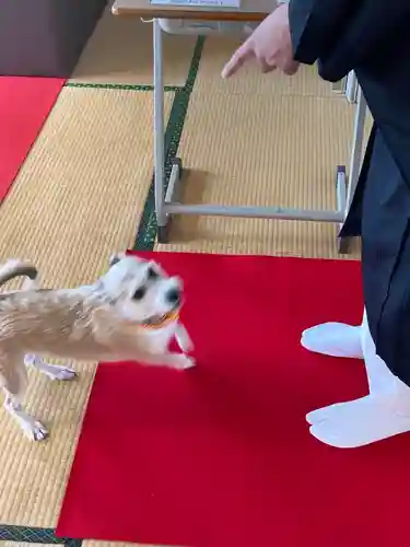 照明寺の動物