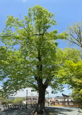 阿蘇神社(熊本県)