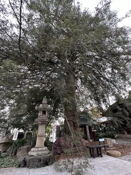 善養寺(善養密寺)(東京都)