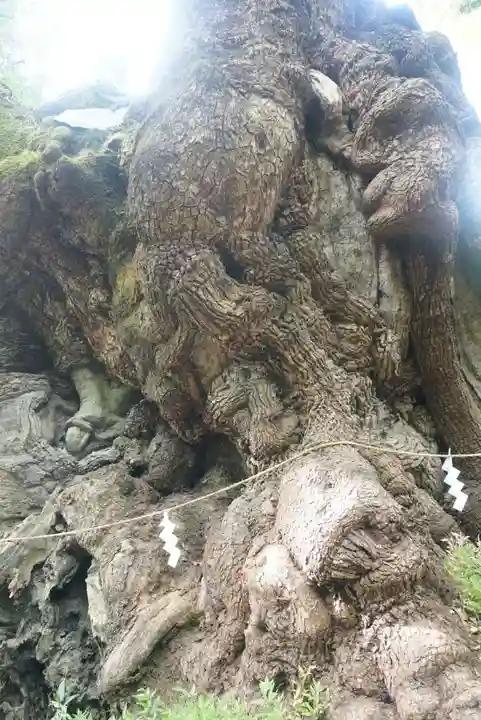 來宮神社の自然