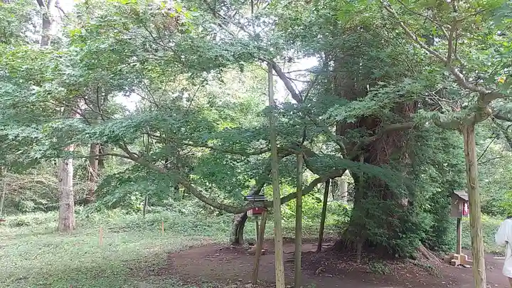 伊佐須美神社の自然