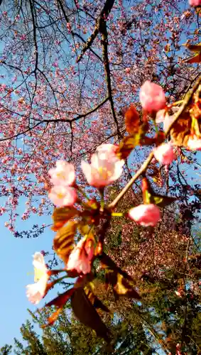 信濃神社の自然