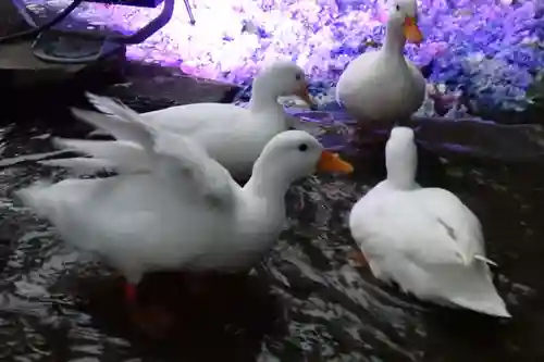 楽法寺（雨引観音）の動物