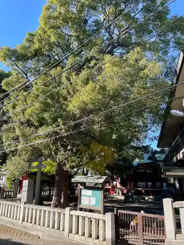 小金八坂神社(千葉県)