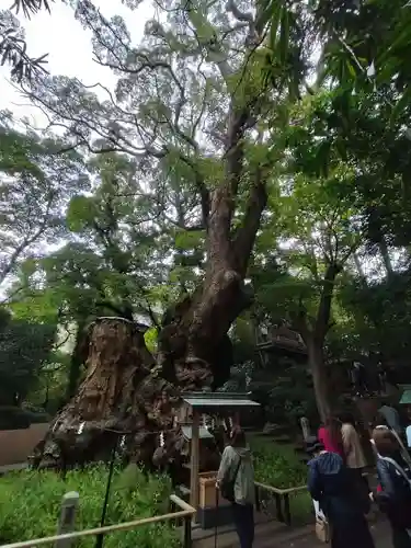 來宮神社(静岡県)