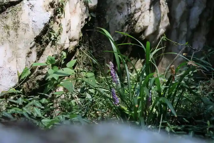 鹿島大神宮の自然