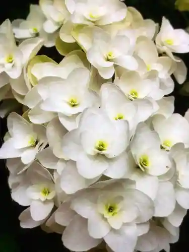 鳩森八幡神社の自然