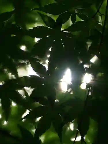 普門寺(切り絵御朱印発祥の寺)の自然