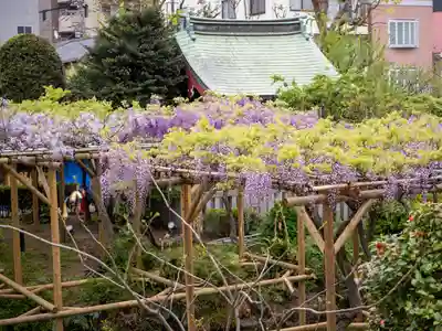 亀戸天神社(東京都)